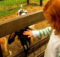 Collingwood Children's Farm - South Australia Travel