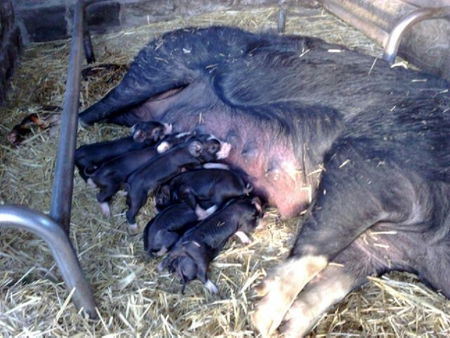 Collingwood Children's Farm - South Australia Travel 2