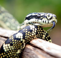 Reptile Encounters - South Australia Travel
