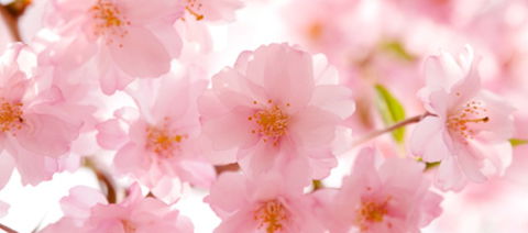 Sakura Day Spa - South Australia Travel 1