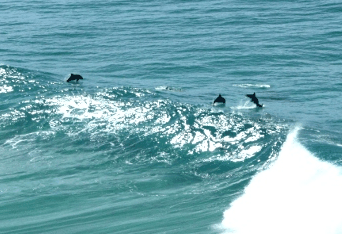 Beach Trekkers North Stradbroke Island - South Australia Travel 2