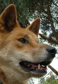 Armadale Reptile & Wildlife Centre - South Australia Travel 5