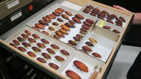 Western Australian Museum - South Australia Travel 1