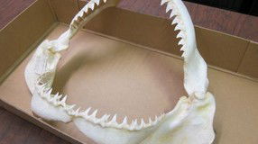 Western Australian Museum - South Australia Travel 2