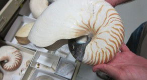 Western Australian Museum - South Australia Travel 3