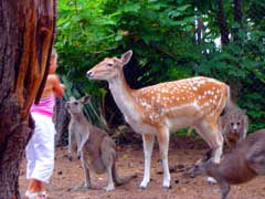 Birdland Animal Park - South Australia Travel 4