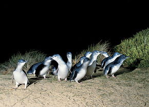 Phillip Island Penguin Parade - South Australia Travel 3