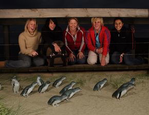 Phillip Island Penguin Parade - South Australia Travel 4