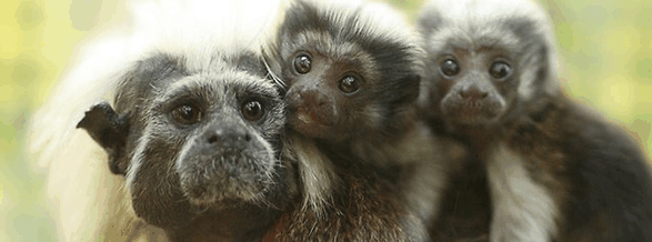 Alma Park Zoo - South Australia Travel 3