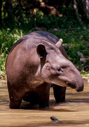 Alma Park Zoo - South Australia Travel 4