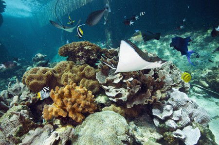 Reef HQ Great Barrier Reef Aquarium - South Australia Travel 3