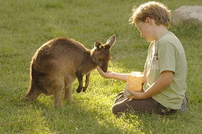 Cleland Wildlife Park - South Australia Travel 4