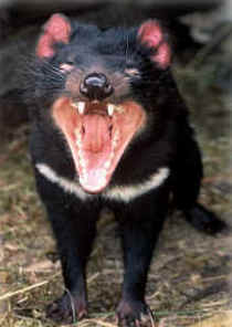 Zoo Doo Wildlife Park - South Australia Travel 4