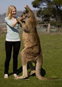 Zoo Doo Wildlife Park - South Australia Travel 5