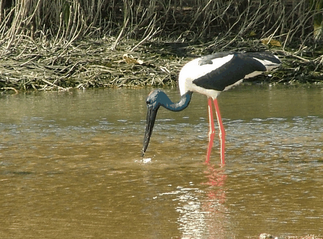 Bruce Belchers Daintree River Cruise - South Australia Travel 2