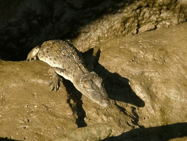 Bruce Belchers Daintree River Cruise - South Australia Travel 3