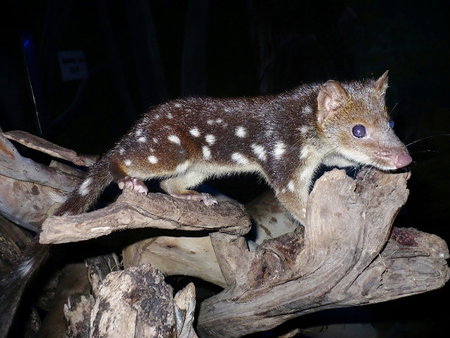 East Coast Natureworld - South Australia Travel 5