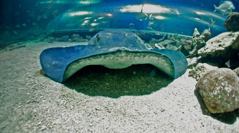 Manly SEA LIFE Sanctuary - South Australia Travel 3