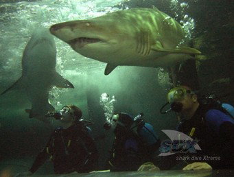 Manly SEA LIFE Sanctuary - South Australia Travel 5