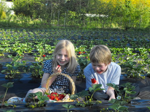 Blue Hills Berries & Cherries - South Australia Travel 0