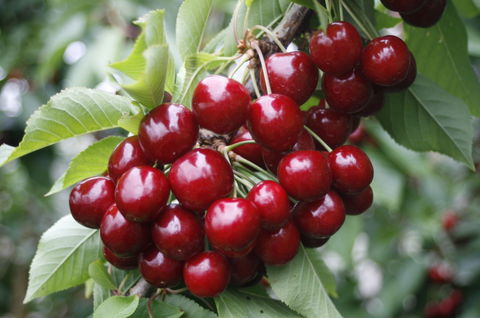 Blue Hills Berries & Cherries - South Australia Travel 2
