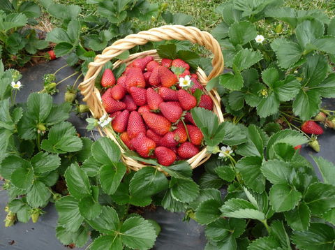 Blue Hills Berries & Cherries - South Australia Travel 3