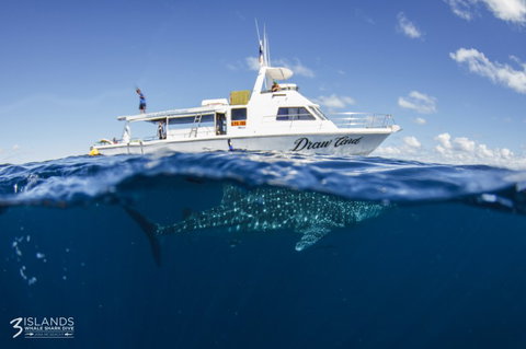 Three Islands Whale Shark Dive - South Australia Travel 4
