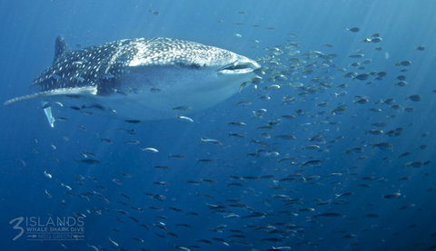 Three Islands Whale Shark Dive - South Australia Travel 5