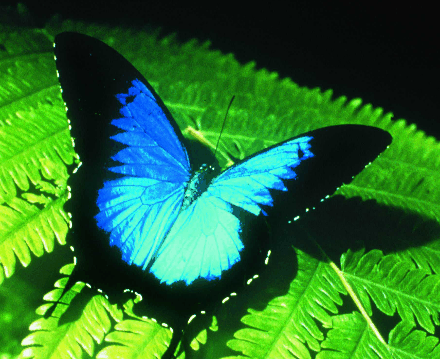 Australian Butterfly Sanctuary - South Australia Travel