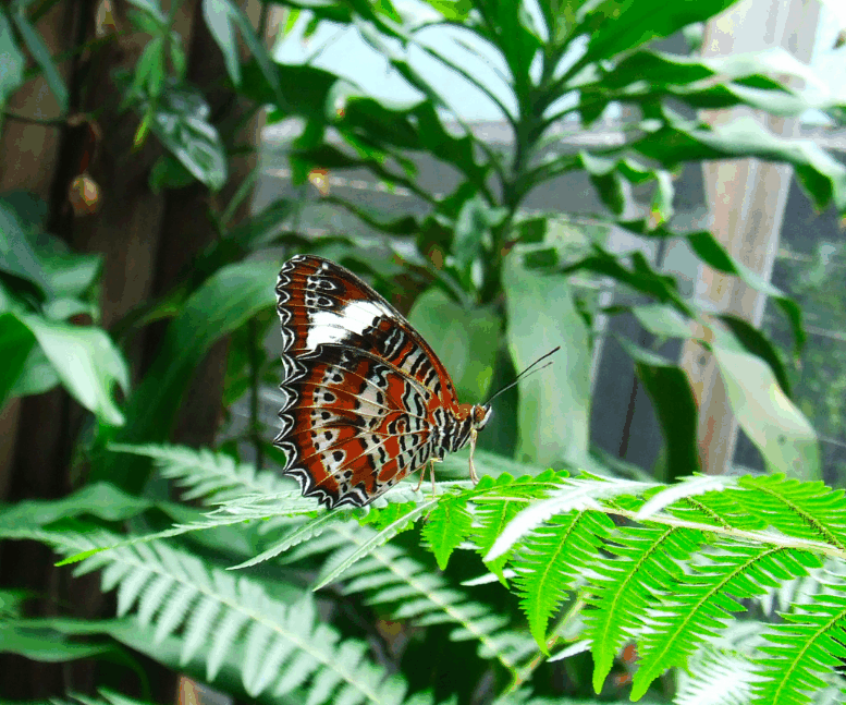 Australian Butterfly Sanctuary - South Australia Travel 1