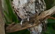 Currumbin Wildlife Sanctuary - thumb 2