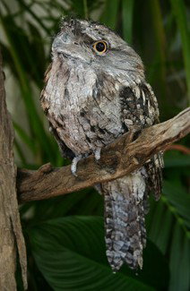 Currumbin Wildlife Sanctuary - South Australia Travel 2