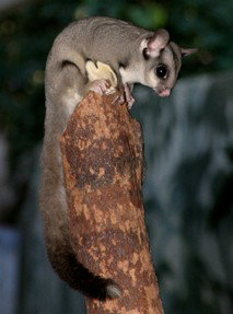 Currumbin Wildlife Sanctuary - South Australia Travel 3
