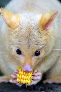 Currumbin Wildlife Sanctuary - South Australia Travel 4