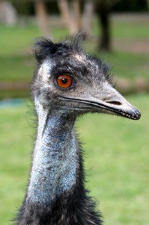 Currumbin Wildlife Sanctuary - South Australia Travel 5
