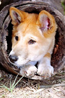 Currumbin Wildlife Sanctuary - South Australia Travel 6