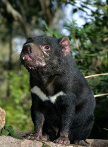 Currumbin Wildlife Sanctuary - South Australia Travel 7