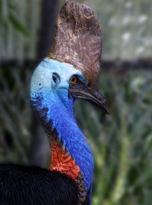 Currumbin Wildlife Sanctuary - South Australia Travel 8