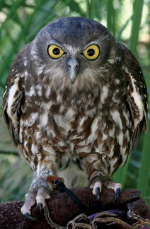 Currumbin Wildlife Sanctuary - South Australia Travel 9