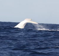 Australian Whale Watching - South Australia Travel