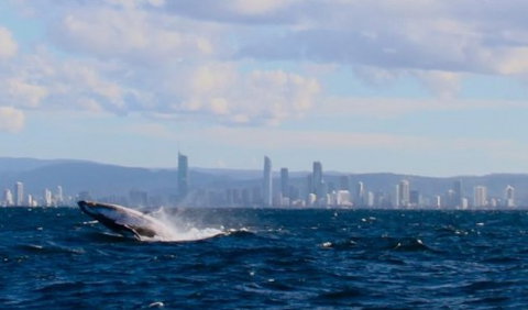 Australian Whale Watching - South Australia Travel 1