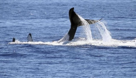 Australian Whale Watching - South Australia Travel 3