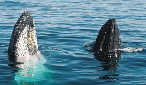 Australian Whale Watching - South Australia Travel 4