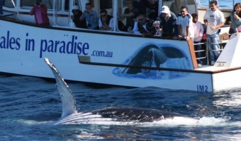 Australian Whale Watching - South Australia Travel 5