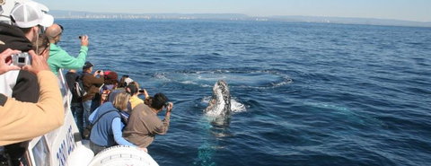 Australian Whale Watching - South Australia Travel 7