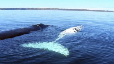 Australian Whale Watching - South Australia Travel 9