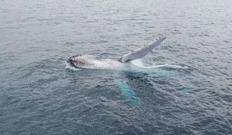 Australian Whale Watching - South Australia Travel 10