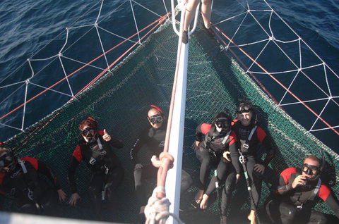 Dolphin Swim Australia - South Australia Travel 4