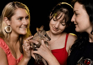 Cairns Night Zoo - thumb 1