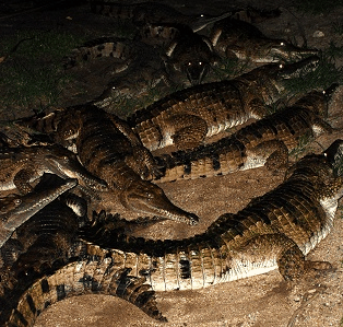 Cairns Night Zoo - South Australia Travel 3